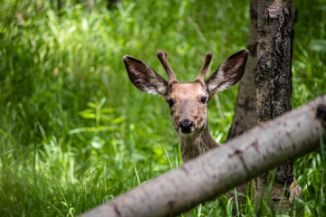 mule deer hiding behind a tree in the woods