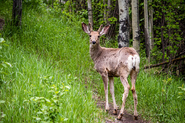 Naklejka na ściany i meble mule deer buck in the woods posing 