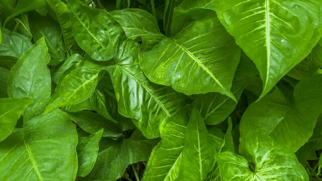 Footage 4k Hyperlapse, Fresh green leaves on a tree sway in the wind, Beautiful background pattern of green leaves, Lush foliage, greenery in a paradise garden. Abstract natural dark green jungle.