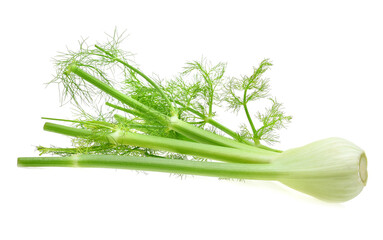 Fennel isolated on the white background