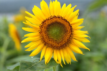 Fototapeta premium The sunflowers have become perfect for viewing