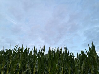 grass and sky