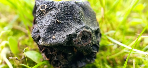 A rotten brown Apple lies on the green grass