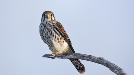 An American Kestrel at Ham's Bluff of St Croix in the US Virgin Islands
