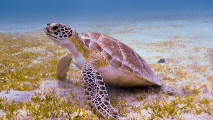 A Green Turtle Rests on the Sea Grass at the Frederiksted Pier in St Croix of the US Virgin Islands