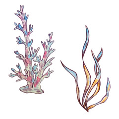 watercolor set seaweed and pink corals