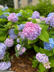 pink hydrangea flowers