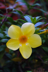 
Yellow flowers in the garden.
