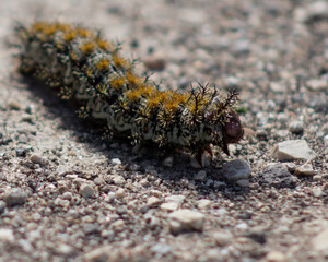 caterpillar on the ground