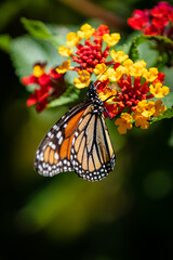 closeup butterfly on small flowers