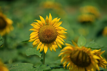 Sunflowers in a rural farm setting
