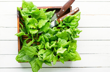 Bundle of fresh spinach