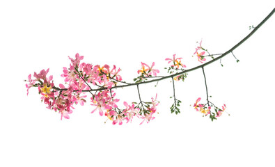 pink silk floss tree flower isolated on white background