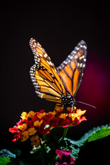 Obraz premium closeup butterfly on small flowers