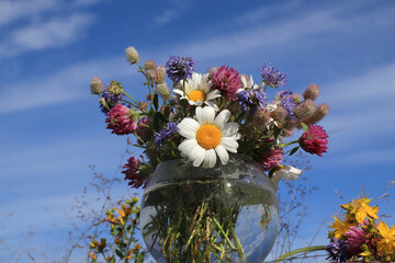 Bouquet of wild flowers (chamomile, hare's-foot clover, zigzag clover, sheep's bit scabious,...