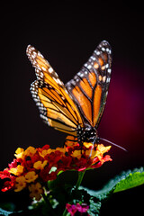 Fototapeta na wymiar closeup butterfly on small flowers