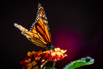 Naklejka na ściany i meble closeup butterfly on small flowers