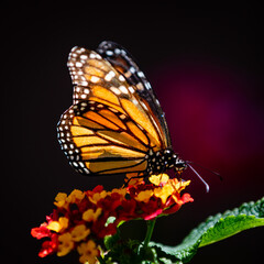 closeup butterfly on small flowers