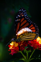 Fototapeta na wymiar closeup butterfly on small flowers