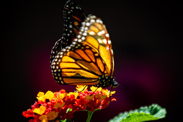 closeup butterfly on small flowers