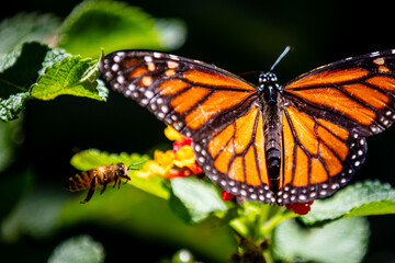 closeup butterfly on small flowers