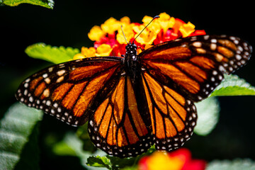 closeup butterfly on small flowers