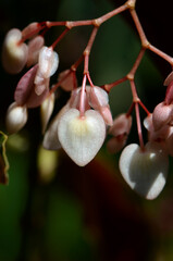 Heart shaped pale pink Begonia flower buds. Common ornamental garden and indoor houseplant.