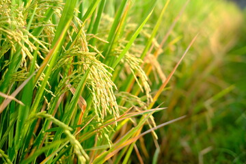 Close up shot of paddy in the morning, with sun flare