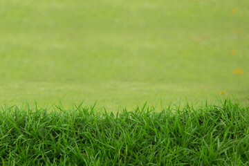 Grass with blurred background, green concept. 