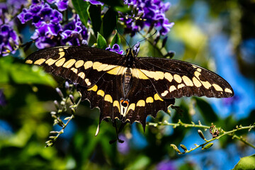 closeup butterfly on small flowers
