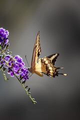 Butterfly on flowers