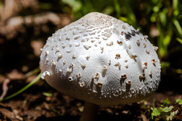 Closeup of a mushroom