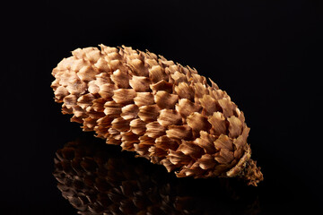 Spruce cone on a black background
