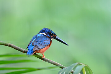 small blue bird with sharp black beaks perching on tree branch poisting fish in stream, blue-eared kingfisher