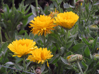 yellow flower in the garden