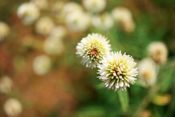 White balls of flowers in a green field