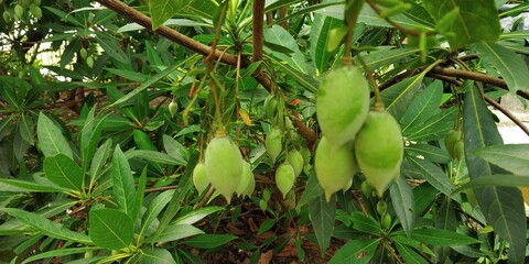 Rudrakhya fruit with tree