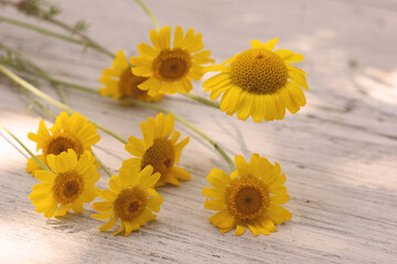 yellow daisies of a July day summer background lie on a wooden table.