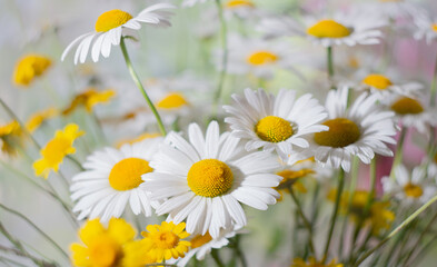 white and yellow daisies of a July day summer background.
