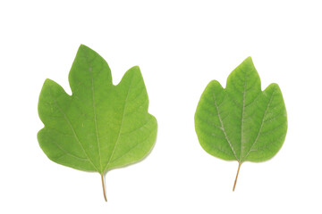 Two green leaves on white background