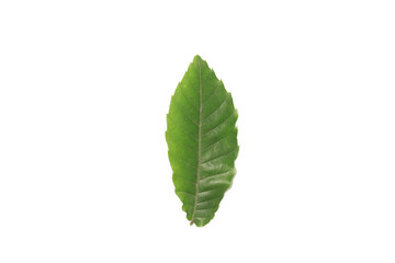 Naklejka na ściany i meble A green leaf on a white background