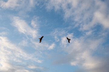 空を飛ぶ二羽のトンビ