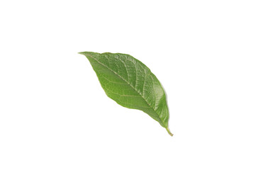 Obraz premium A green leaf on a white background