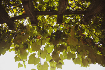 grape and summer trellis 