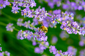 purple lavender on the green plain on a beautiful summer day on the country farm