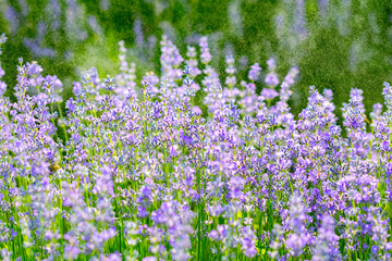 purple lavender on the green plain on a beautiful summer day on the country farm