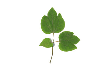 Three green leaves on white background