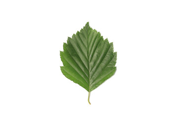 A leaf on a white background