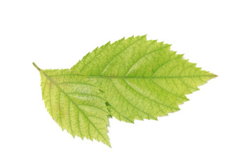 Two leaves on a white background