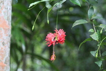 red flower in the garden